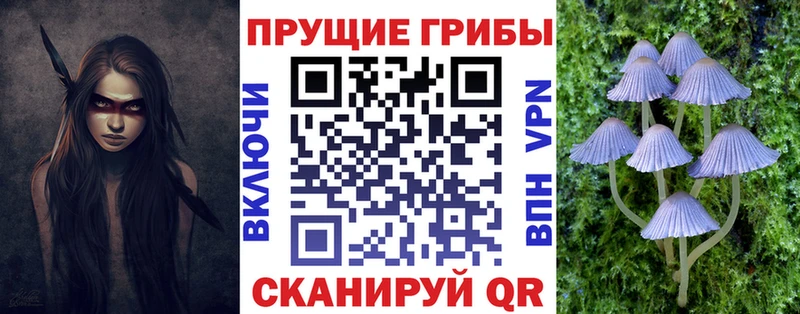 магазин    Долгопрудный  Псилоцибиновые грибы Psilocybe 